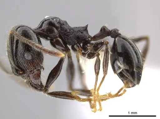 Pheidole insipida - CASENT0614374