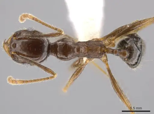 Pheidole insipida - CASENT0614485