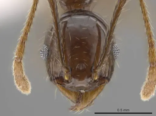 Pheidole insipida - CASENT0614485