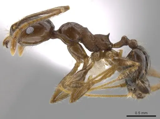 Pheidole insipida - CASENT0614485