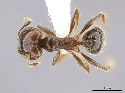 Pheidole insipida - CASENT0614486