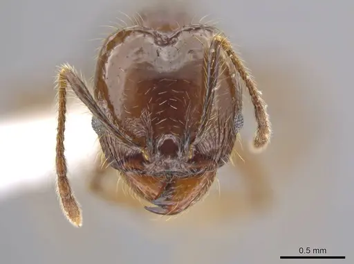 Pheidole insipida - CASENT0614486