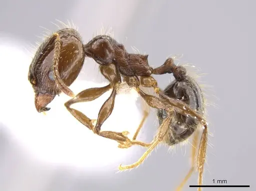 Pheidole insipida - CASENT0614486