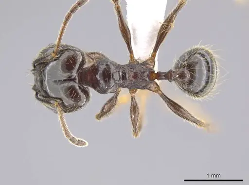 Pheidole insipida - CASENT0614932