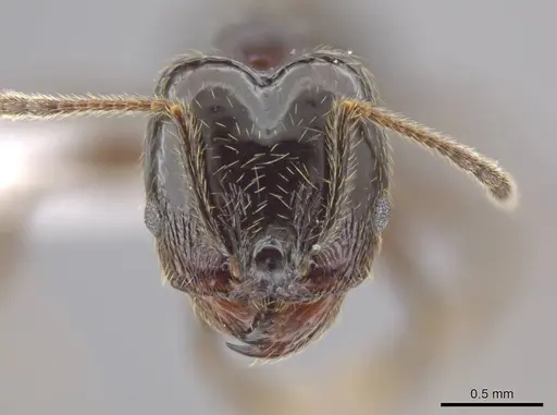 Pheidole insipida - CASENT0614932