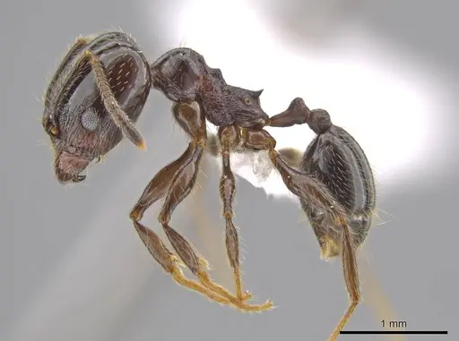 Pheidole insipida - CASENT0614932