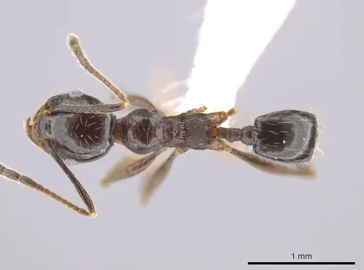 Pheidole insipida - CASENT0614933