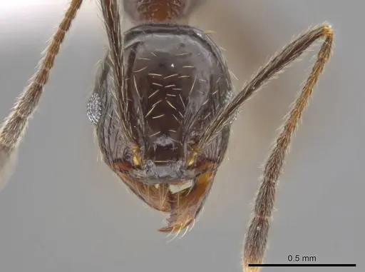 Pheidole insipida - CASENT0614933
