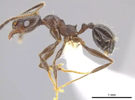 Pheidole insipida - CASENT0614933