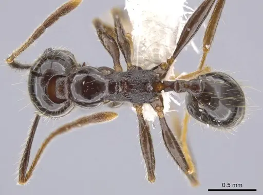 Pheidole insipida - CASENT0615523