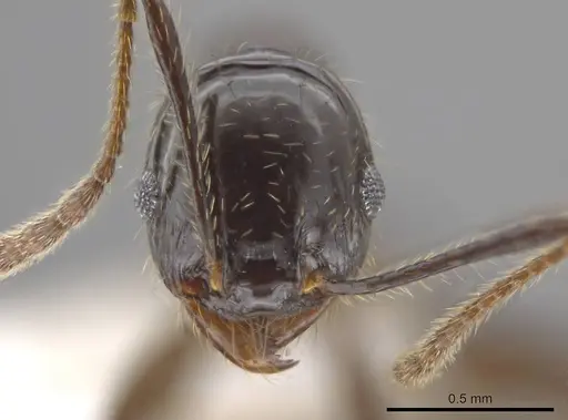 Pheidole insipida - CASENT0615523