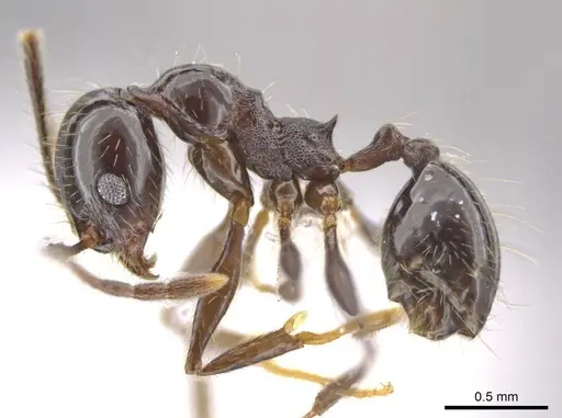 Pheidole insipida - CASENT0615523