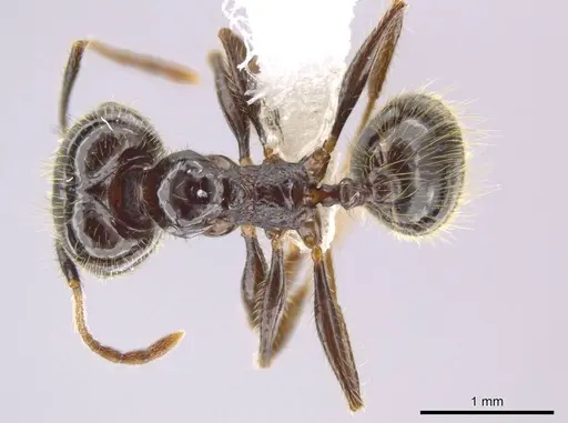 Pheidole insipida - CASENT0615524