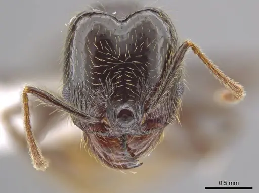 Pheidole insipida - CASENT0615524