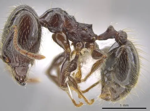 Pheidole insipida - CASENT0615524