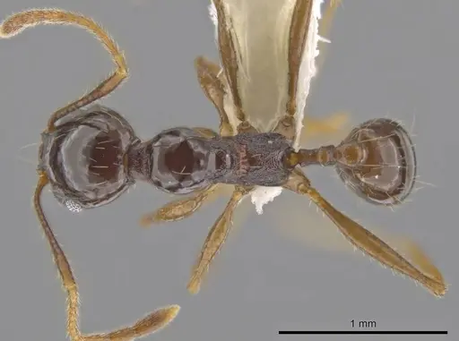 Pheidole insipida - CASENT0617455