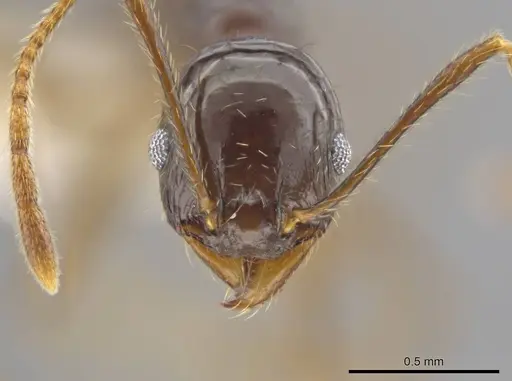 Pheidole insipida - CASENT0617455