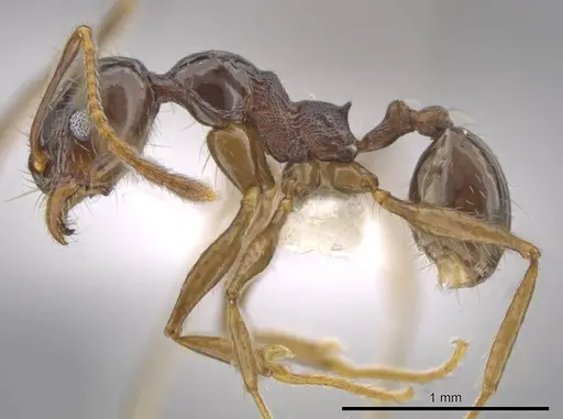 Pheidole insipida - CASENT0617455
