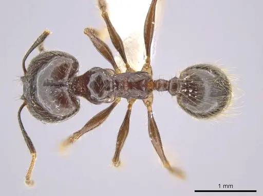 Pheidole insipida - CASENT0617502