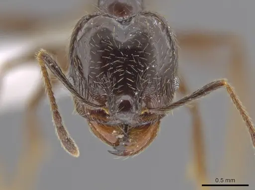 Pheidole insipida - CASENT0617502