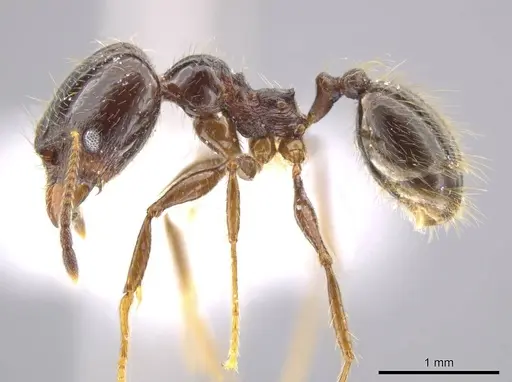 Pheidole insipida - CASENT0617502