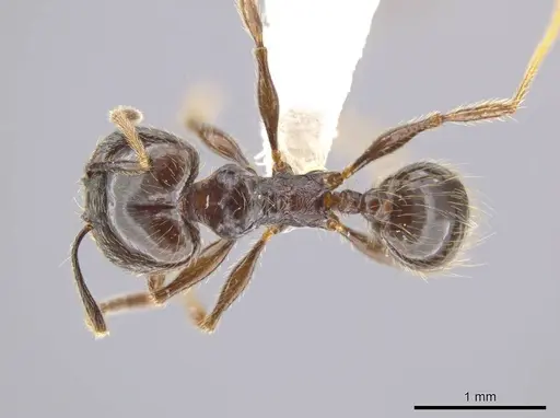 Pheidole insipida - CASENT0617790