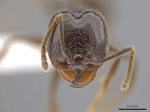 Pheidole insipida - CASENT0617790