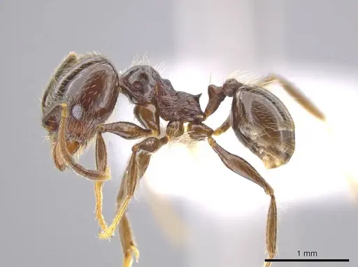 Pheidole insipida - CASENT0617790