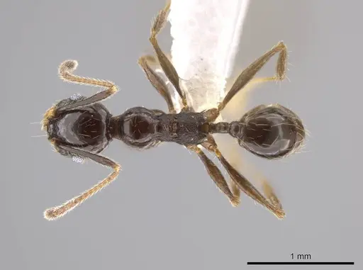 Pheidole insipida - CASENT0617791