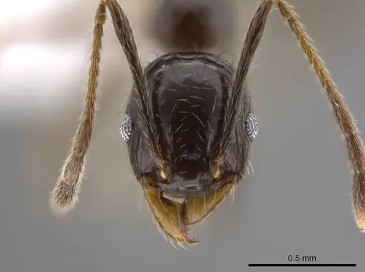 Pheidole insipida - CASENT0617791