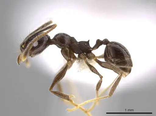 Pheidole insipida - CASENT0617791