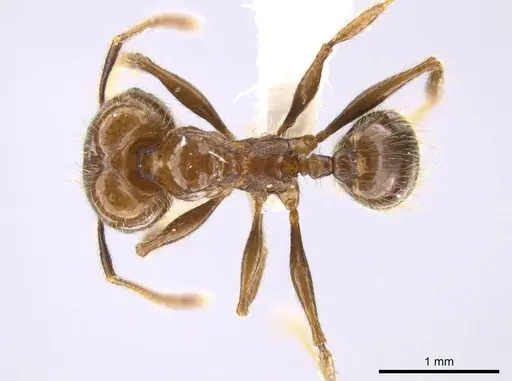 Pheidole insipida - CASENT0629140