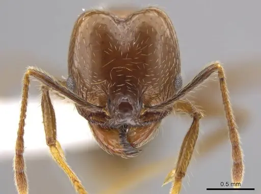 Pheidole insipida - CASENT0629140