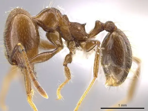 Pheidole insipida - CASENT0629140