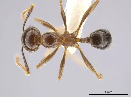 Pheidole insipida - CASENT0629141