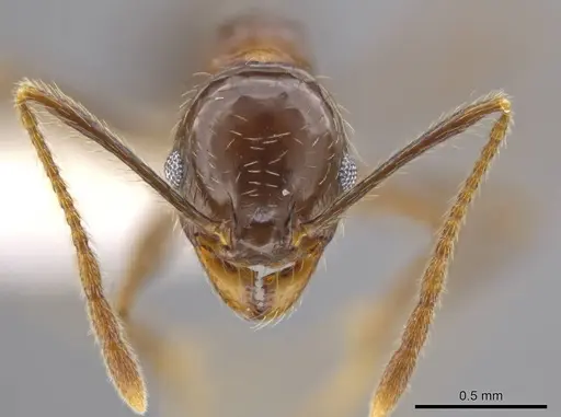 Pheidole insipida - CASENT0629141
