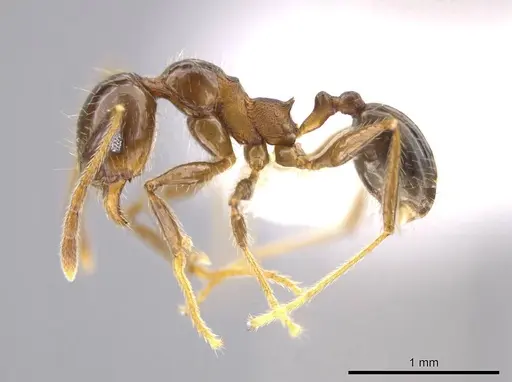 Pheidole insipida - CASENT0629141