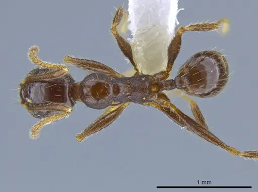 Pheidole insipida - CASENT0629369