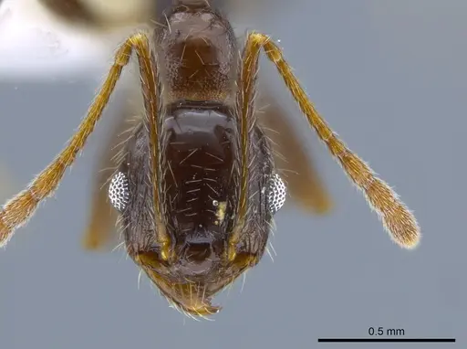 Pheidole insipida - CASENT0629369