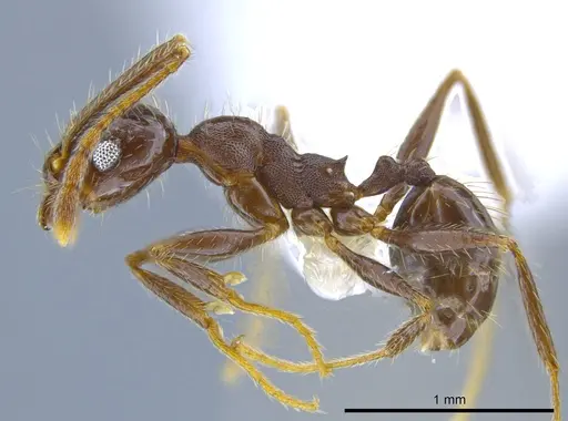 Pheidole insipida - CASENT0629369