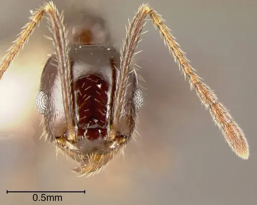 Pheidole insipida - CASENT0635491