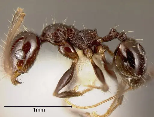 Pheidole insipida - CASENT0635491