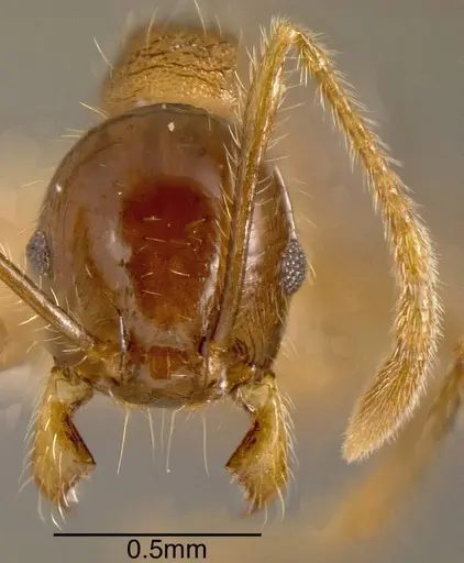 Pheidole insipida - CASENT0636486