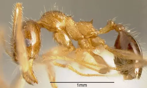 Pheidole insipida - CASENT0636486