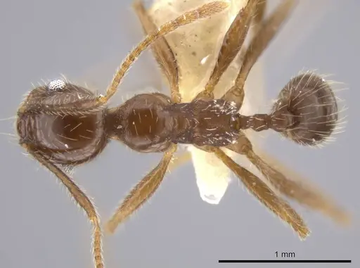 Pheidole insipida - CASENT0636487