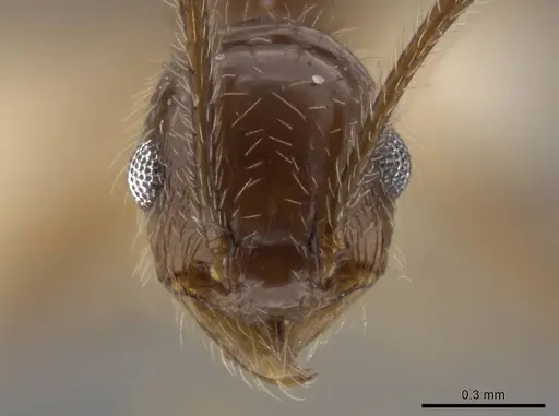 Pheidole insipida - CASENT0636487