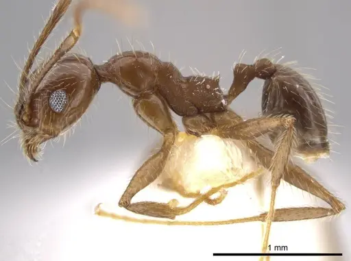 Pheidole insipida - CASENT0636487