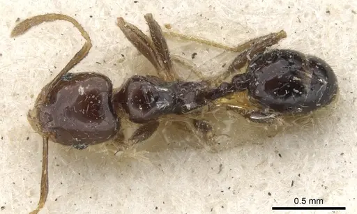 Pheidole insipida - CASENT0901555