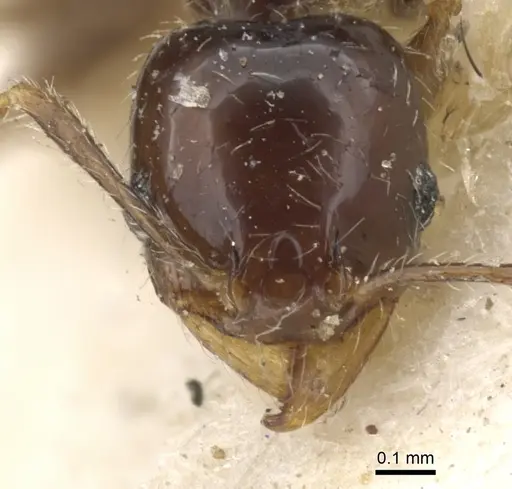 Pheidole insipida - CASENT0901555