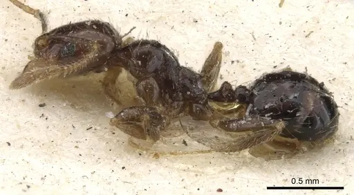 Pheidole insipida - CASENT0901555